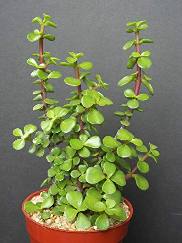 Portucalaria Affra Green Rare Elephant Bush Mini Jade Tree Bonsai jocad (4" Plant)